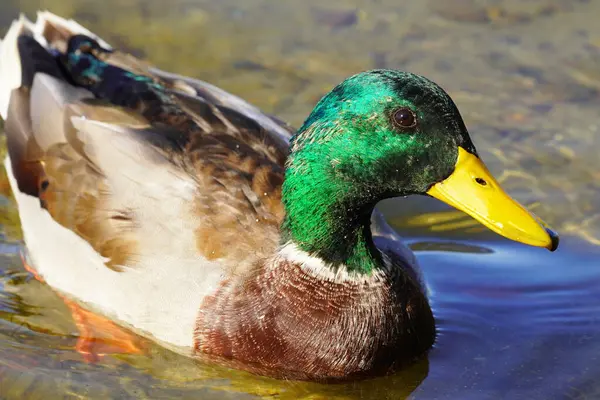 Male duck in close-up. Water bird with green-brown plumage and yellow beak