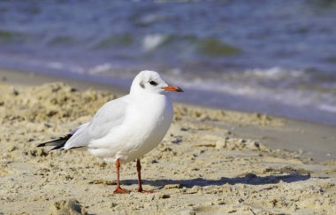 Yararlı sahildeki bir martının portresi.