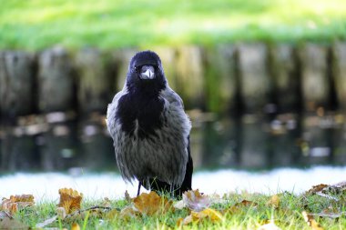 Parktaki kukuletalı karga. Corvus cornix