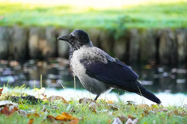 Parktaki kukuletalı karga. Corvus cornix