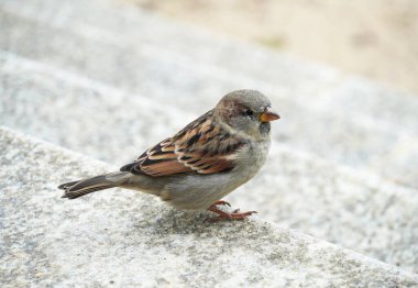 Serçe yakın plan. Passeridae. Ötücü kuş.