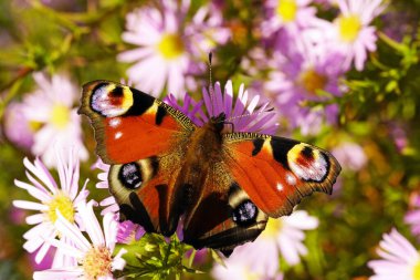 Tavuskuşu kelebeği bir çiçeğin üzerinde. Yakından renkli kanatlı bir böcek. Inachis io.