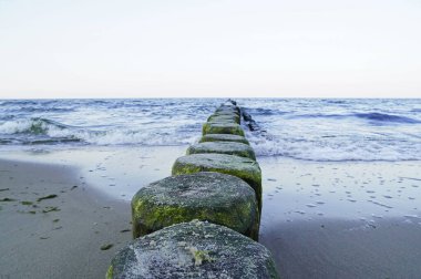 Baltık kıyısında, ahşaptan yapılmış damızlık ağaçlarıyla. Akşamları Baltık Denizi.