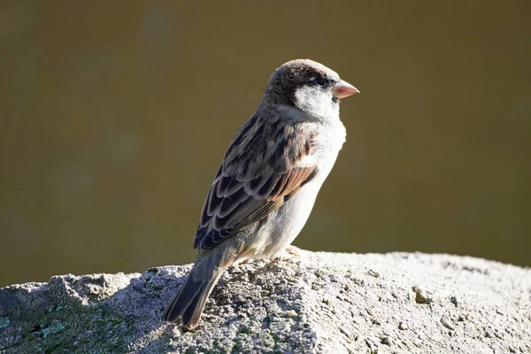 Sparrow Close Passeridae Songbird — Stock Photo, Image