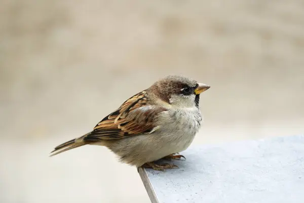 Sparrow Close Passeridae Songbird — Stock Photo, Image