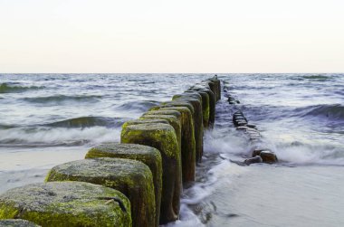 Baltık kıyısında, ahşaptan yapılmış damızlık ağaçlarıyla. Akşamları Baltık Denizi.
