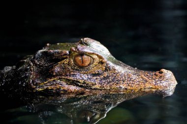 Suya pürüzsüz yüzlü kayman at. Timsah yakın plan. Paleosuchus palpebrosus. Cuvier 'in cüce kaymanı..