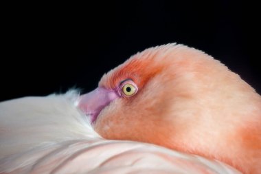 Flamingo portresi. Pembe tüylü kuş, yakın plan. Fenikopteridae.