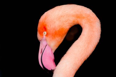 Flamingo portresi. Pembe tüylü kuş, yakın plan. Fenikopteridae.