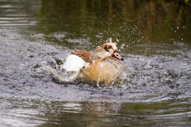 Suda Mısır kazı var. Doğal ortamda bir kuş. Alopochen aegyptiaca.