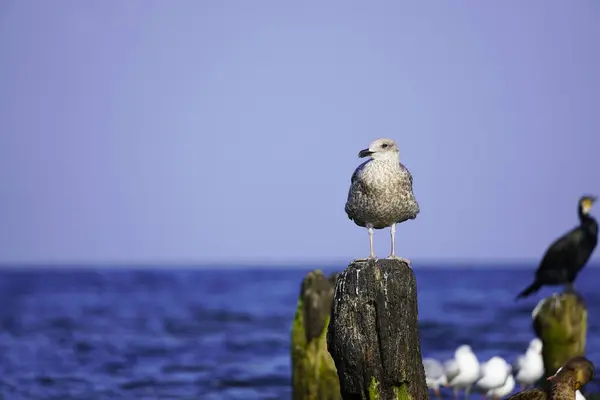Various sea birds on Usedom on the Baltic Sea coast. Seagull.