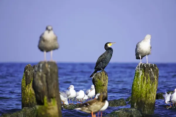 Various sea birds on Usedom on the Baltic Sea coast. Cormorant.