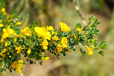 Çiçek açan bir dağ geçidi, yakın plan. Sarı çiçekli bitki. Genista..