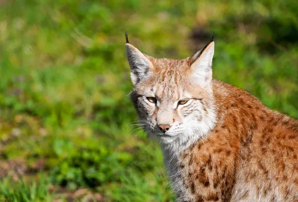 stock image Portrait of a lynx. Animal close-up.