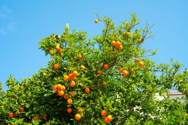Olgun meyveli portakal ağacı.