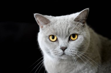 Gri kürklü ve sarı gözlü bir kedinin portresi. İngiliz Shorthair gibi. Hayvanlara yakın çekim.