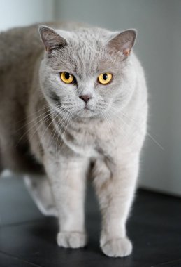 Gri kürklü ve sarı gözlü bir kedinin portresi. İngiliz Shorthair gibi. Hayvanlara yakın çekim.