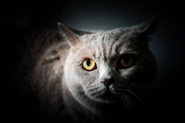 Gri kürklü ve sarı gözlü bir kedinin portresi. İngiliz Shorthair gibi. Hayvanlara yakın çekim.