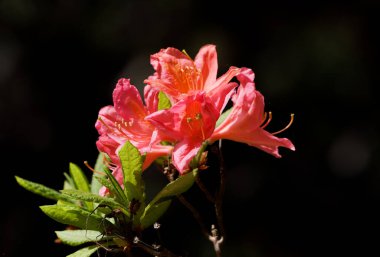 Azalea siyah arka planda çiçek açar. Çiçek açan tesise yakın plan. Rododendron.