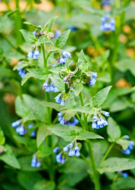 Mavi papatya çiçekleri. Çiçek açan tesise yakın plan. Symphytum azureum.