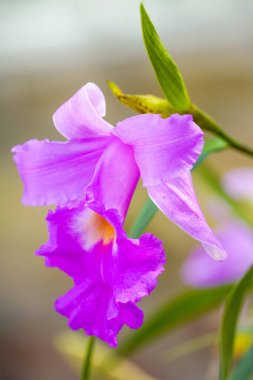 Gözün güzel pembe çiçekleri. Çiçek açan tesise yakın plan..
