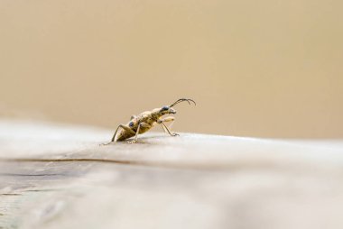 Meşe maşası böceğinin yakın çekimi. Kahverengi siyah böcek. Rhagium dalkavuğu.