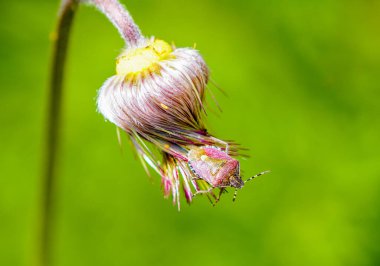 Çiçekte yeşil kalkan böceği. Böceğin yakın çekimi. Palomena prasina.