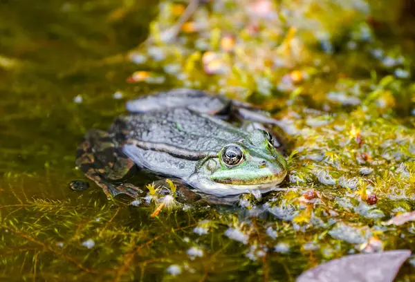 stock image Green pond frog close-up. Amphibians in natural environment.