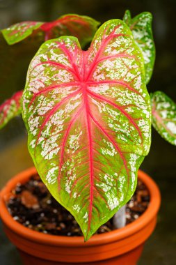 Kırmızı yeşil egzotik kaladyum yaprağı. Yakın plan dikin..