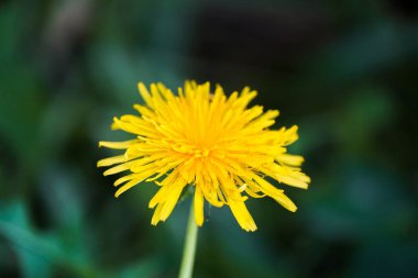 Sarı karahindiba çiçeği ve koyu bir arka plan. Çiçek açan tesise yakın plan..