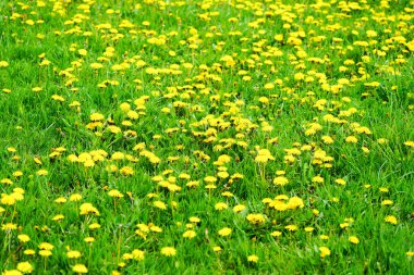 Çiçek açan karahindibalarla dolu yeşil çayır..