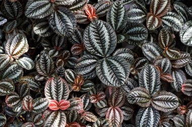 Peperomi yaprakları. Yakın plan dikin. Botanik geçmişi. Piperaceae.