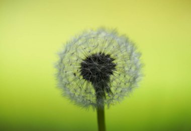 Karahindiba, yeşil arka plana yakın plan..