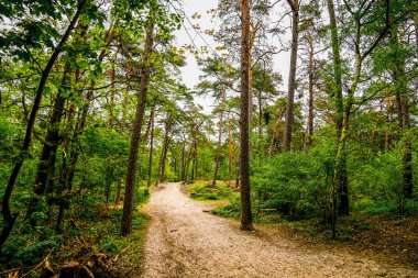 Ormanın içinden geçen yol. Swinoujscie yakınlarındaki manzara.
