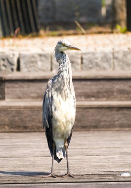 Gri balıkçıl şehirde. Ardea cinerea.
