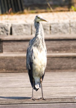 Gri balıkçıl şehirde. Ardea cinerea.