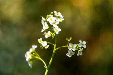 Kernera 'nın güzel beyaz çiçekleri. Kernera saxatilis. Çiçek açan tesise yakın plan..