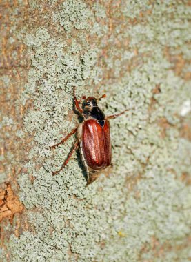Yarak yiyici, Melolontha. Böcek yakın plan.