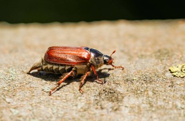 Yarak yiyici, Melolontha. Böcek yakın plan.