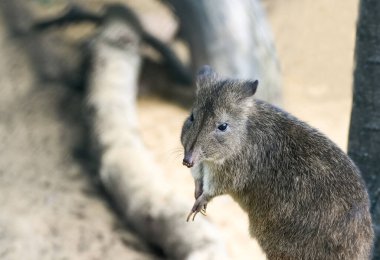 Fırça kuyruklu bettong. Hayvana yakın çekim. Bettongia penisillata. Woylie..