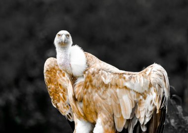 Griffon akbabası portresi. Kuş yakın plan. Gyps fulvus.