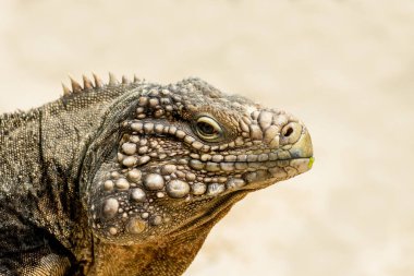 Bir iguananın yan portresi. Kertenkele yakın plan. İguanidae..