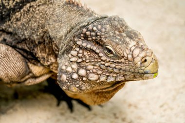 Bir iguananın yan portresi. Kertenkele yakın plan. İguanidae..