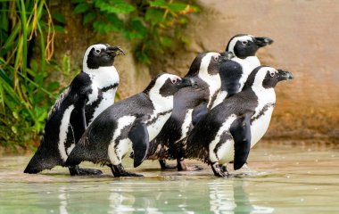 Bir grup siyah beyaz penguen..