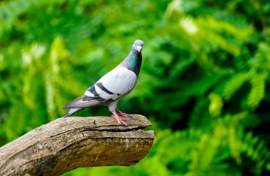 Yeşil arka planda bir sokak güvercini portresi.