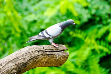 Yeşil arka planda bir sokak güvercini portresi.