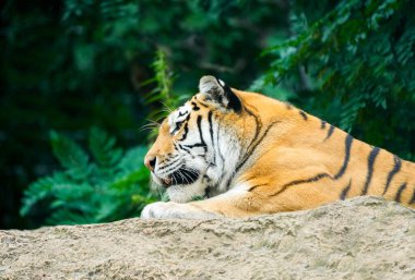 Yalancı bir kaplanın portresi. Panthera tigris.