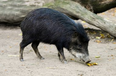 Beyaz sakallı bir bebeğin portresi. Hayvan yakın plan yiyecek arıyor. Tayassu pecari. Beyaz dudaklı pekiyi..