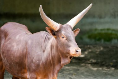 Watussi sığırlarının portresi. Boynuzları olan bir hayvan. Ankole-Watusi.