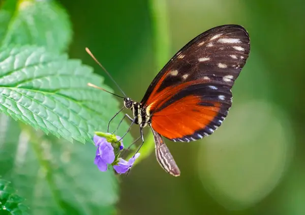 Black Orange Butterfly Heliconius Hecale Tiger Longwing Hecale Longwing Golden — Stock Photo, Image